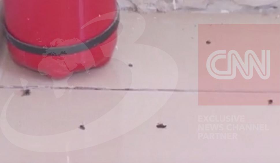 ”Umilea pacienții, îi lovea peste mâini” | Imagini exclusive din azilul "Armonia" din Ilfov, închis de DIICOT 847258