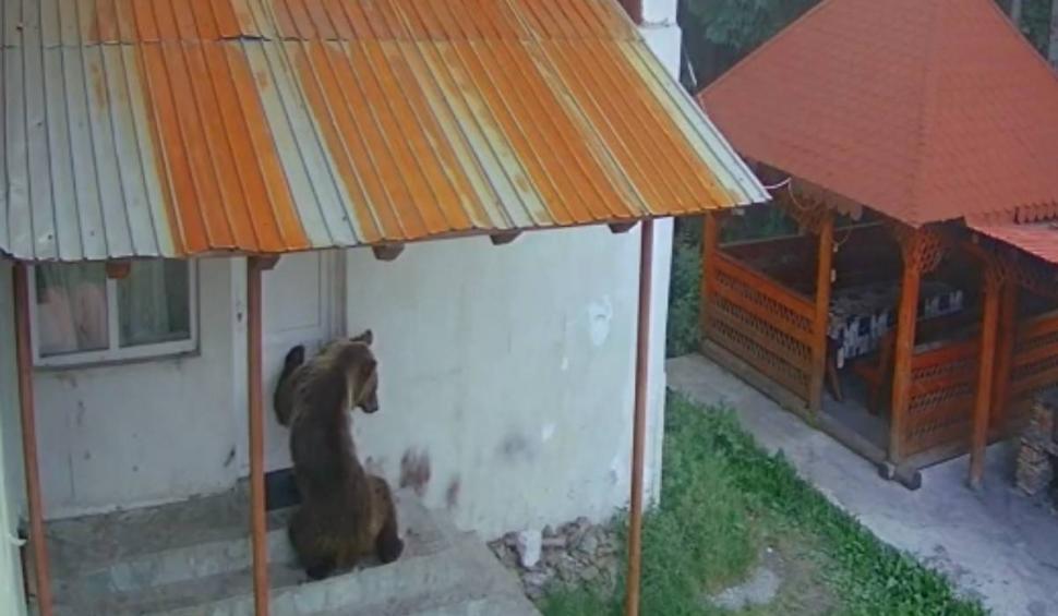 Un urs a intrat în două cabane din Rânca şi a furat mâncarea din frigidere 847203