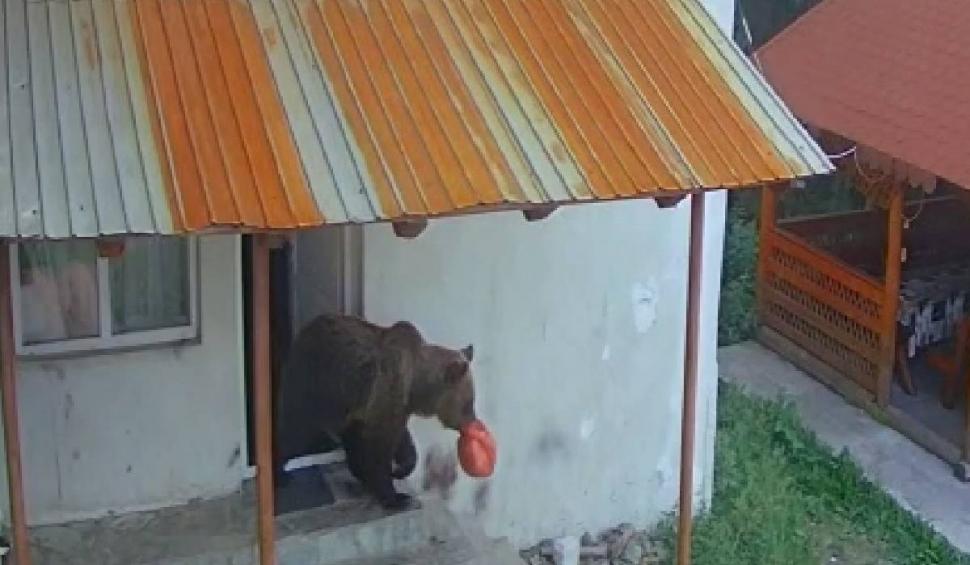 Un urs a intrat în două cabane din Rânca şi a furat mâncarea din frigidere 847204