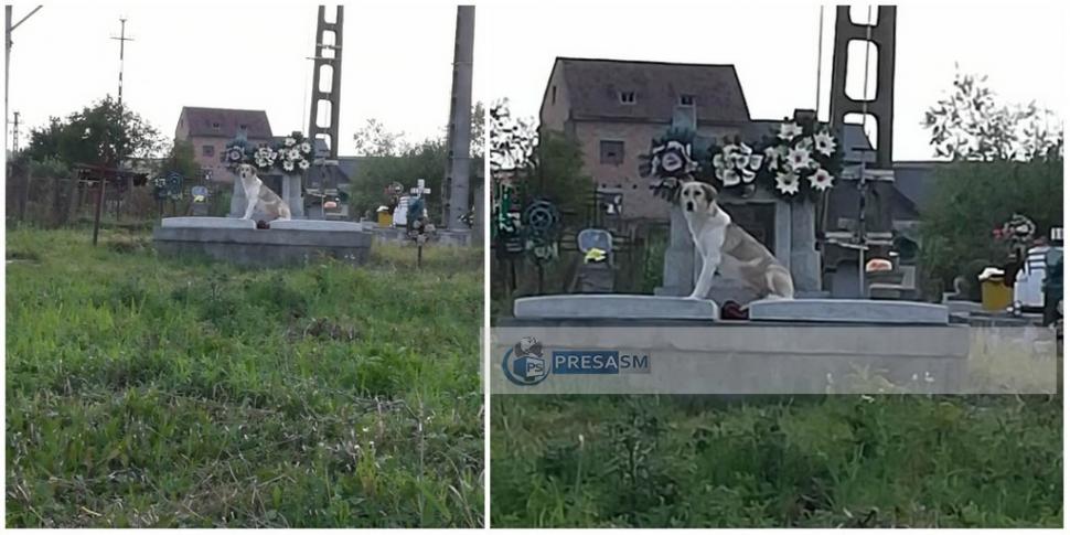 ”O lecție pentru oameni” Un câine păzește mormântul stăpânului său, așteptând să se întoarcă, în Satu Mare 847552