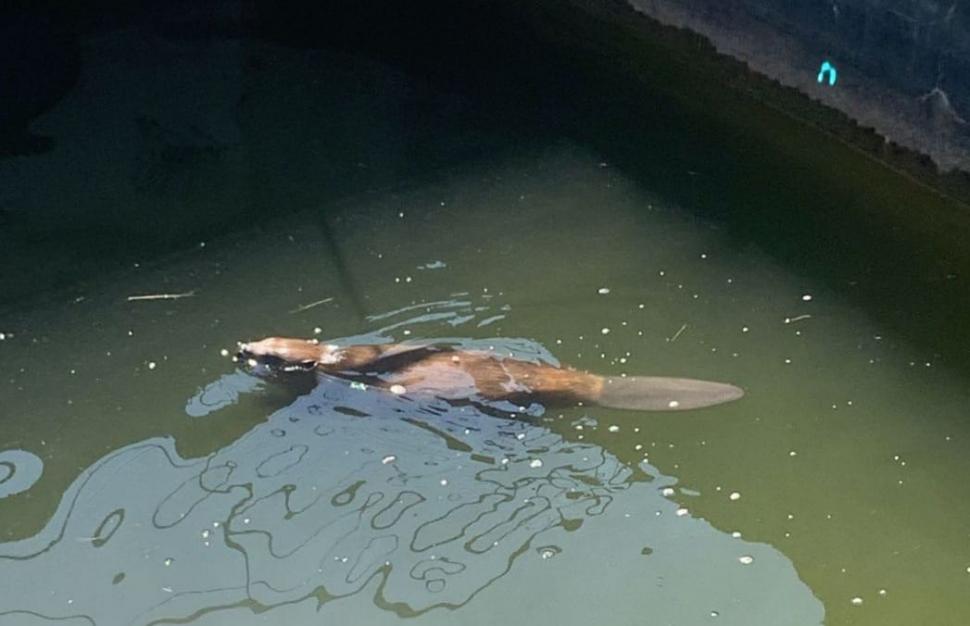 Castorul Billy, salvat de pompieri după ce a intrat într-un bazin al unei staţii de tratare a apei Crișcior, din Hunedoara 847971