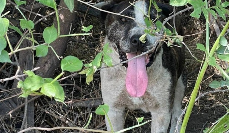 Cruzime fără limite la Galați. Câine din rasa Amstaff, legat cu sârmă de un copac și abandonat în căldură