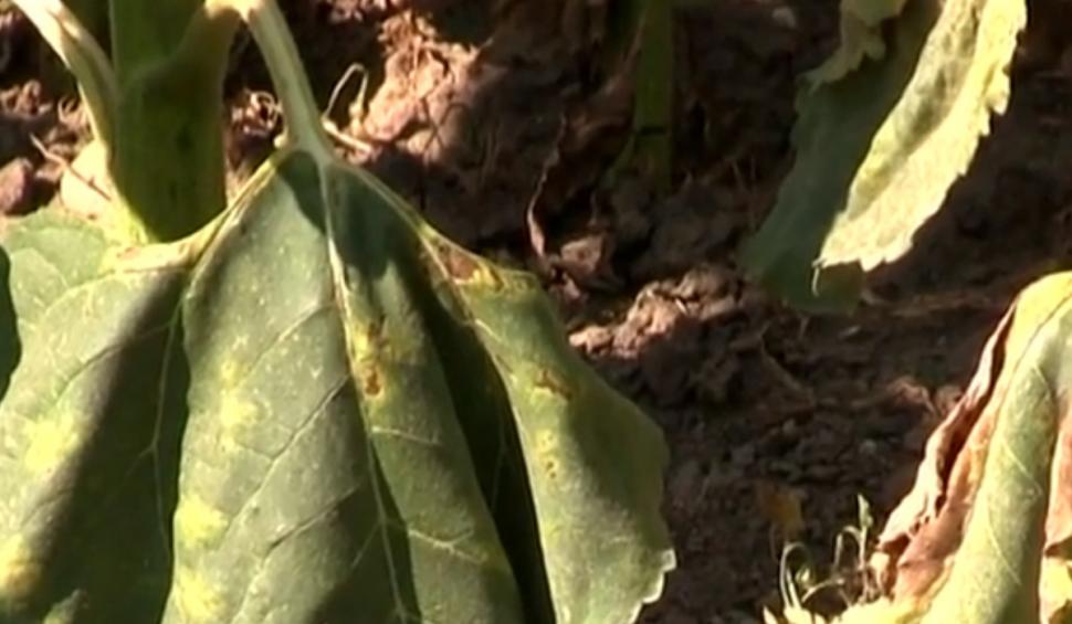 Seceta face ravagii în culturile din România. Fermierii din Vaslui sunt la capătul puterilor şi cer ajutorul statului 847925