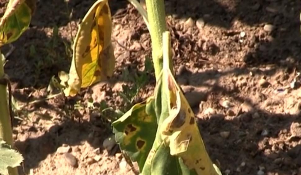 Seceta face ravagii în culturile din România. Fermierii din Vaslui sunt la capătul puterilor şi cer ajutorul statului 847926