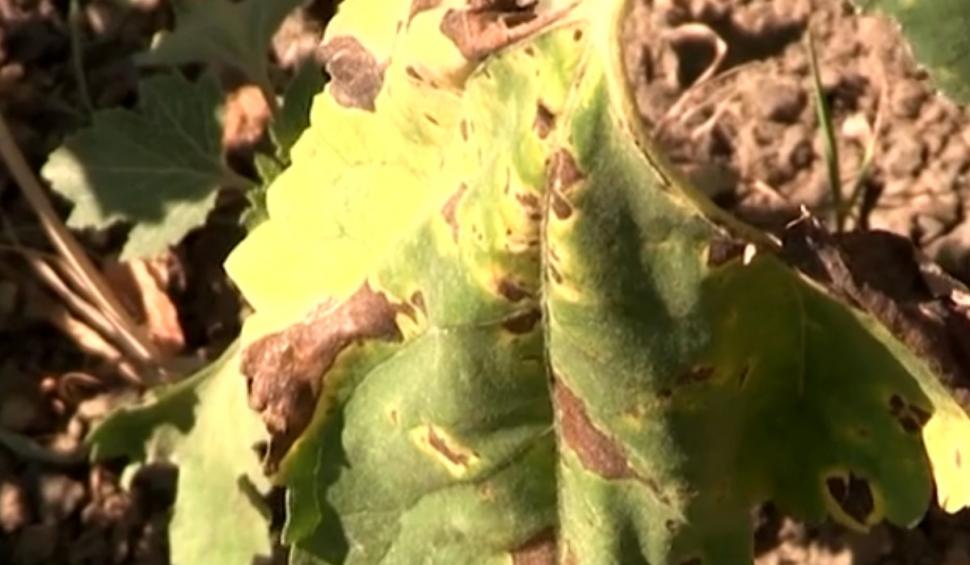 Seceta face ravagii în culturile din România. Fermierii din Vaslui sunt la capătul puterilor şi cer ajutorul statului 847927