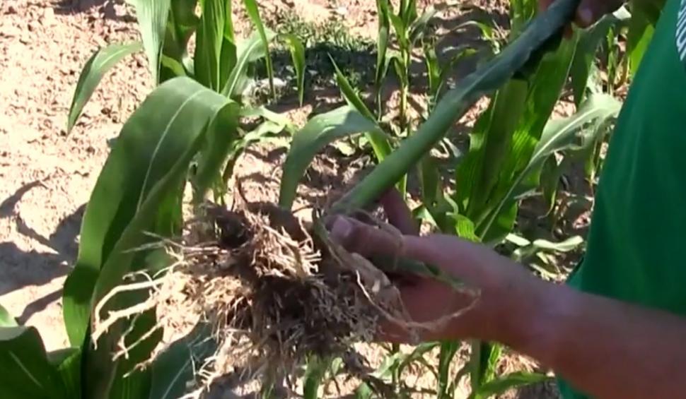 Seceta face ravagii în culturile din România. Fermierii din Vaslui sunt la capătul puterilor şi cer ajutorul statului 847929