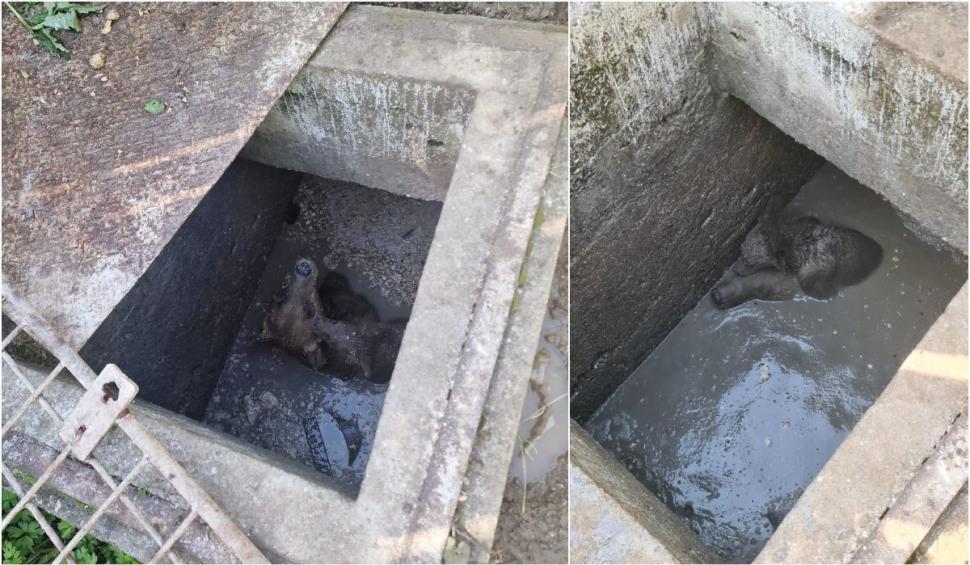 Ursoaică și puiul ei, salvați după ce au căzut într-o fosă septică din Sinaia. Și-a ținut puiul pe creștet pentru a-l proteja 848000