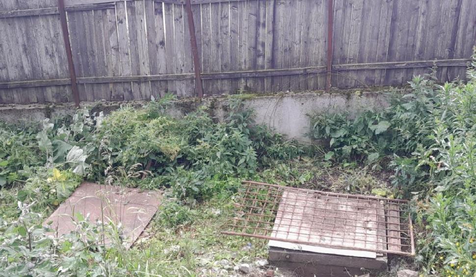 Ursoaică și puiul ei, salvați după ce au căzut într-o fosă septică din Sinaia. Și-a ținut puiul pe creștet pentru a-l proteja 848001