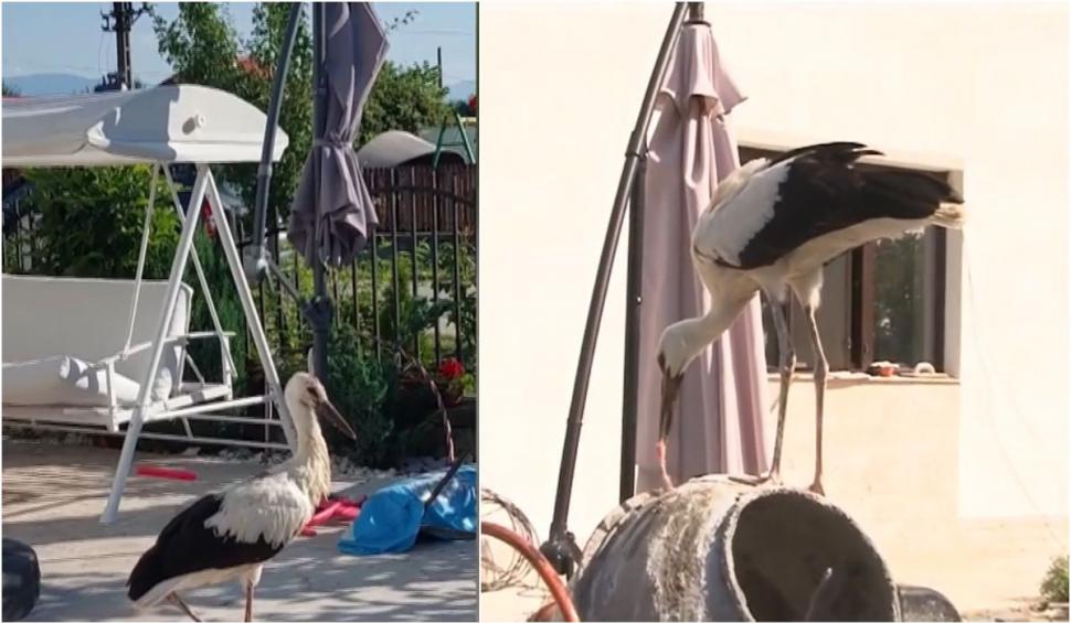 Povestea emoționantă a unui pui de barză care refuză să se despartă de familia care l-a salvat, în Gorj 848120