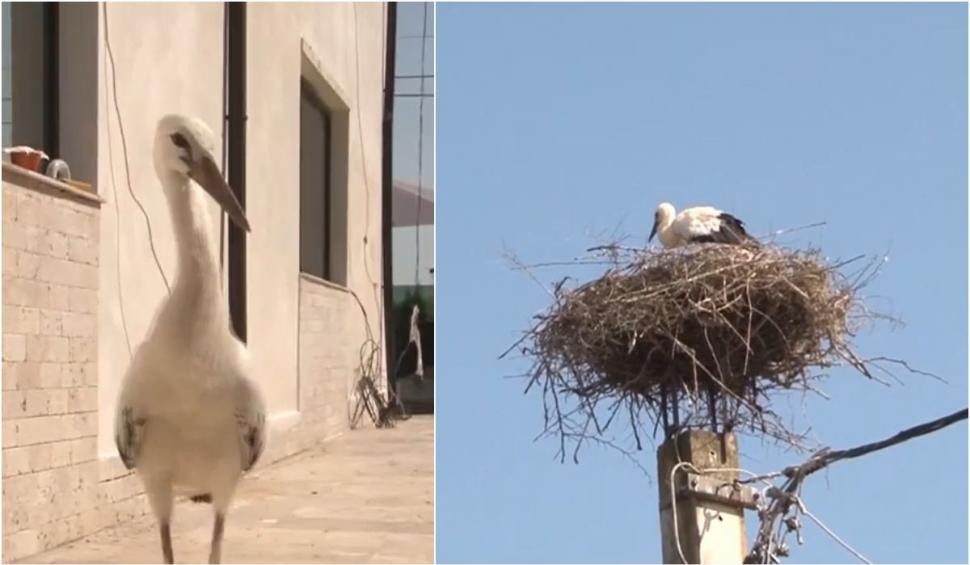 Povestea emoționantă a unui pui de barză care refuză să se despartă de familia care l-a salvat, în Gorj 848124