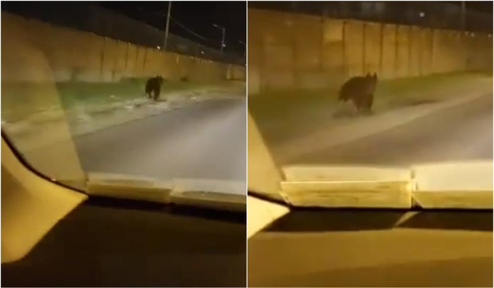 Momentul în care un urs aleargă pe străzi, în Ploiești. Autoritățile nu au reușit să prindă animalul sălbatic 848136