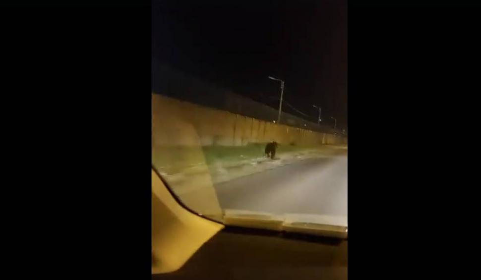 Momentul în care un urs aleargă pe străzi, în Ploiești. Autoritățile nu au reușit să prindă animalul sălbatic 848137
