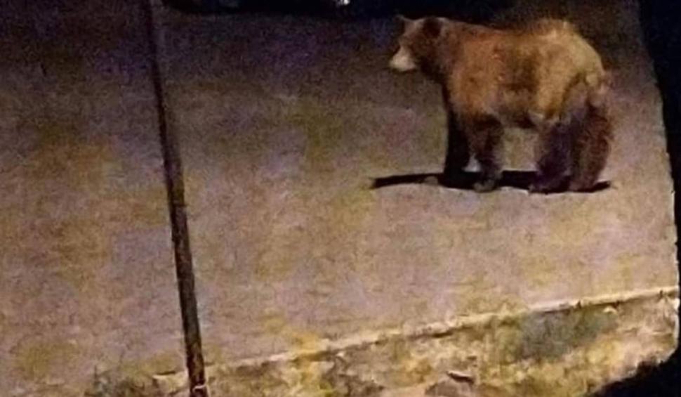 Momentul în care un urs aleargă pe străzi, în Ploiești. Autoritățile nu au reușit să prindă animalul sălbatic 848138