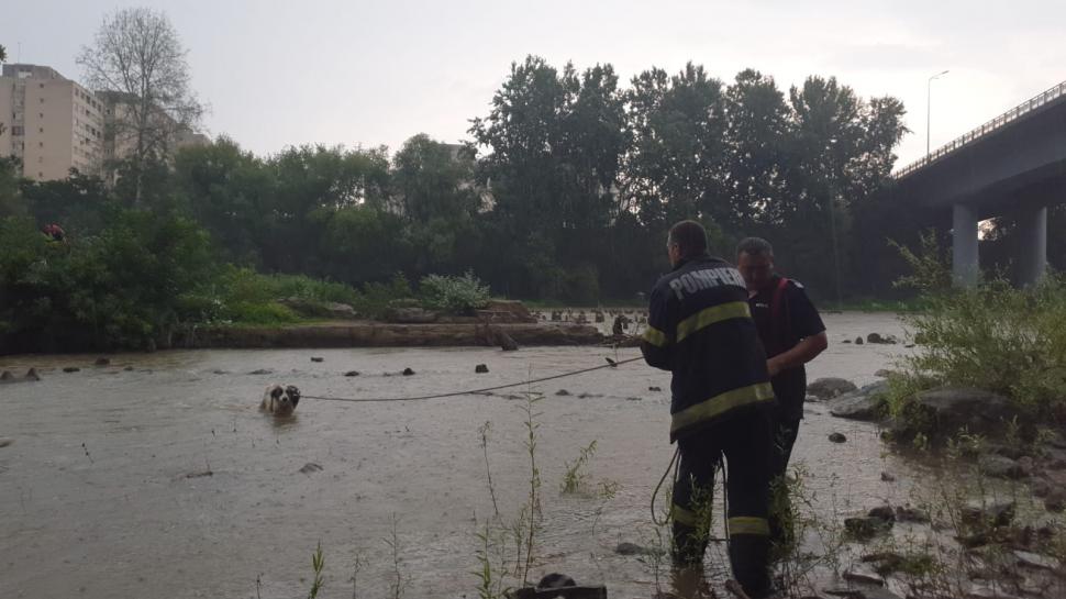 "Fără cuvinte! Felicitări!" Tasha, căţeluşa salvată din apele Someşului de pompieri, a plecat acasă cu unul dintre salvatori 848323