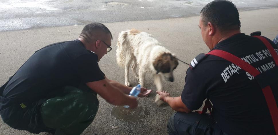 "Fără cuvinte! Felicitări!" Tasha, căţeluşa salvată din apele Someşului de pompieri, a plecat acasă cu unul dintre salvatori 848324