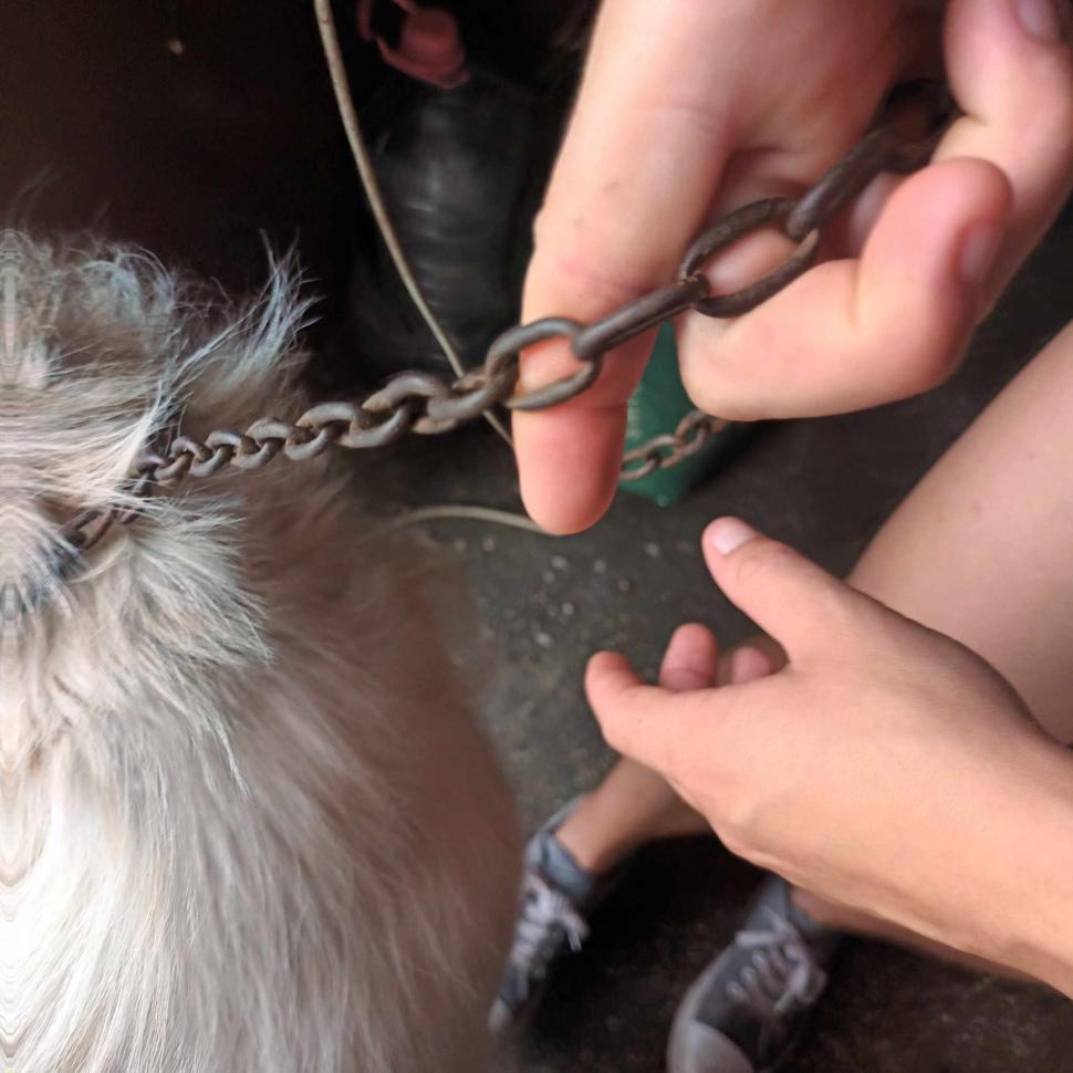 "Fără cuvinte! Felicitări!" Tasha, căţeluşa salvată din apele Someşului de pompieri, a plecat acasă cu unul dintre salvatori 848326