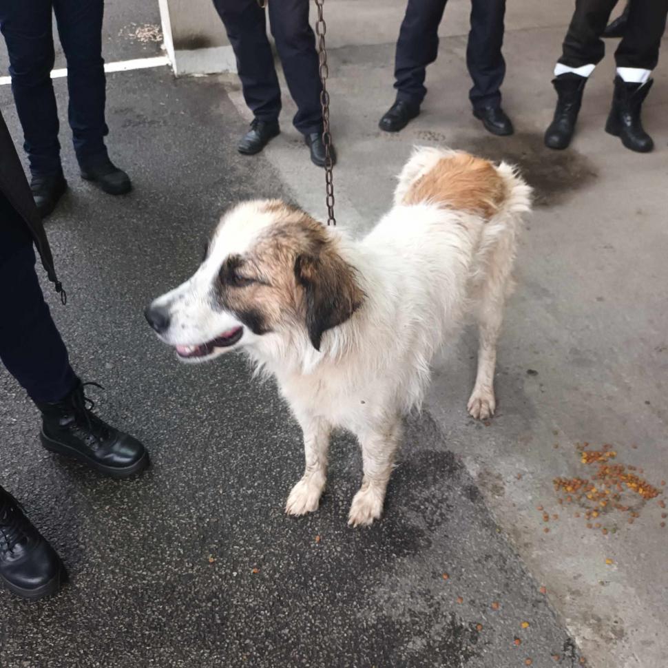 "Fără cuvinte! Felicitări!" Tasha, căţeluşa salvată din apele Someşului de pompieri, a plecat acasă cu unul dintre salvatori 848327