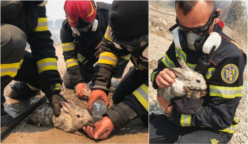 Pompierii români, care sting incendiile din Grecia, au salvat mai multe animale din calea flăcărilor: "Erau deja cu blana arsă"