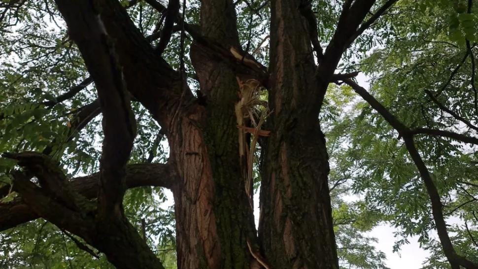 Doi frați au murit după ce au fost loviți de fulger, în județul Botoșani. Mama lor a presimțit tragedia 848829