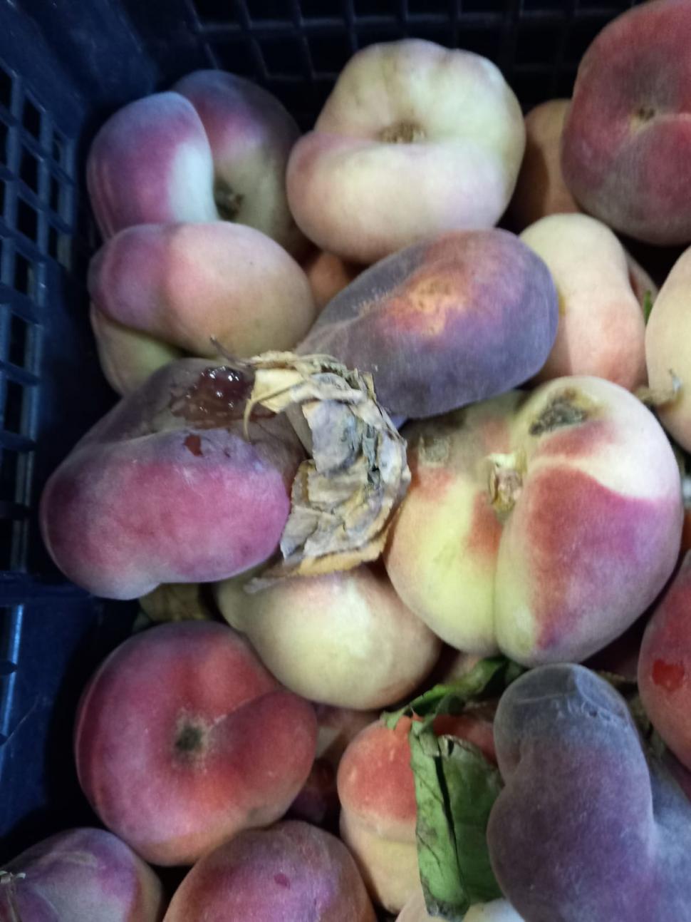 Mizerie, rugină și fructe stricate, la firma care asigura mâncarea pacienților în spitalele din Constanța. Activitatea a fost oprită de inspectori 848761