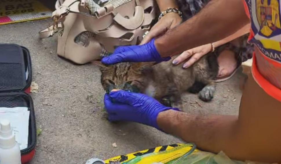 Moment emoționant în Constanța! Un motan a fost readus la viață de un echipaj ISU 848988