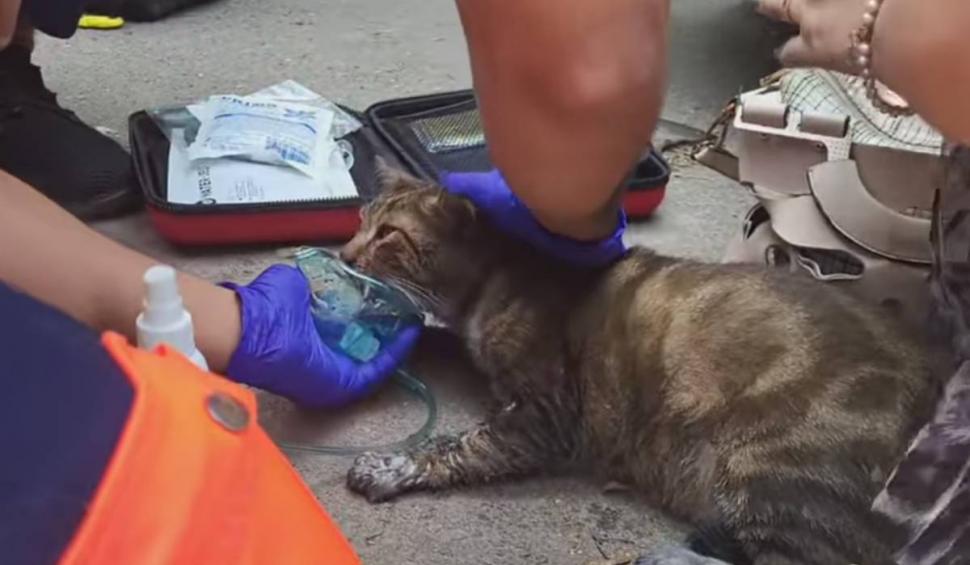 Moment emoționant în Constanța! Un motan a fost readus la viață de un echipaj ISU 848989