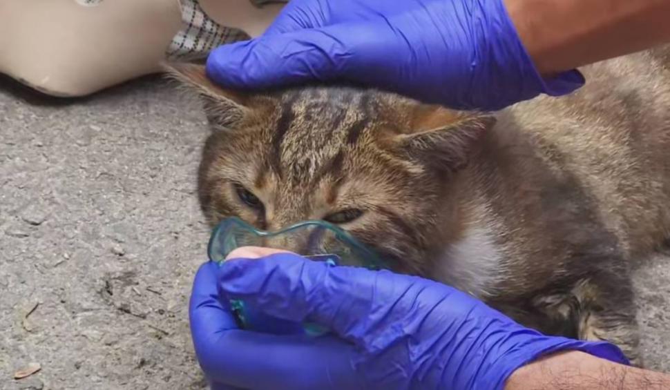 Moment emoționant în Constanța! Un motan a fost readus la viață de un echipaj ISU 848990