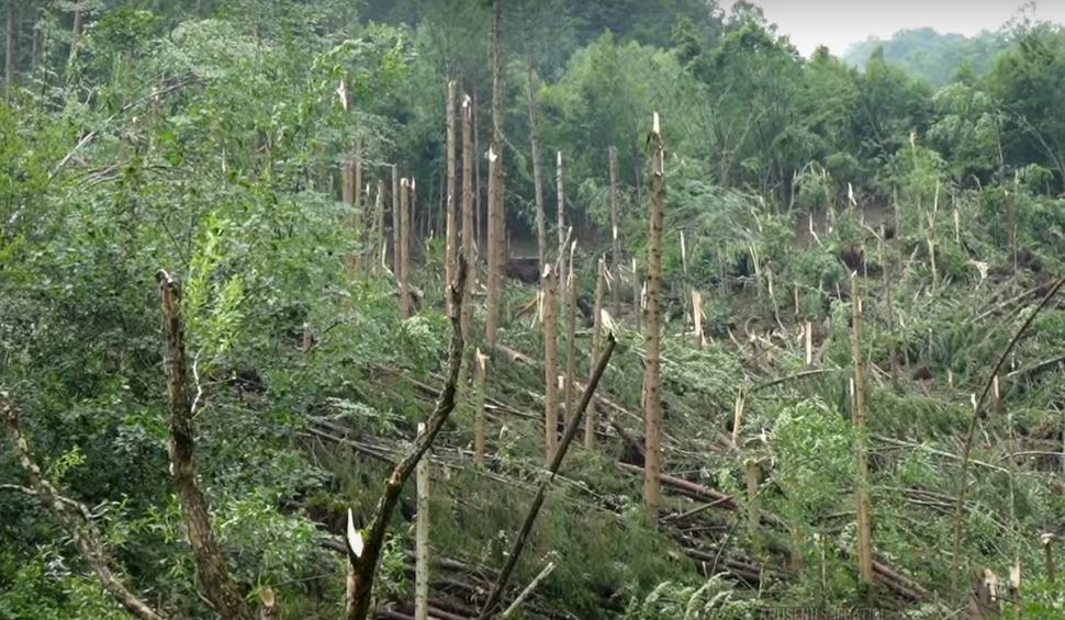 "Ferească-ne Dumnezeu!": O tornadă a nimicit o pădure din Munții Apuseni 848953