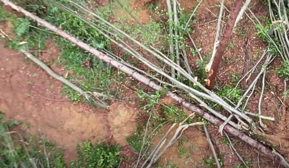 "Ferească-ne Dumnezeu!": O tornadă a nimicit o pădure din Munții Apuseni 848954