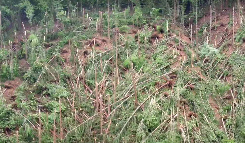 "Ferească-ne Dumnezeu!": O tornadă a nimicit o pădure din Munții Apuseni 848956