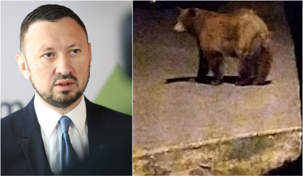 Ministrul Mediului, după ce autoritățile nu au reușit să prindă ursul de pe străzile din Ploiești: "Îmi este teamă că putem asista la o tragedie"
