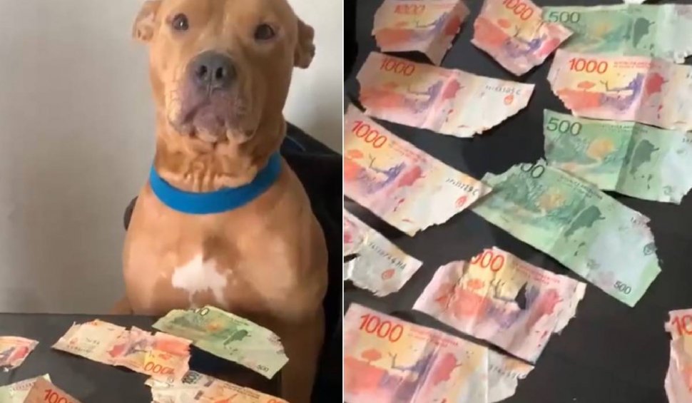 O cățelușă Pitbull a sfâșiat sute de dolari din economiile stăpânului său. Reacția bărbatului: "M-a lăsat fără cuvinte"