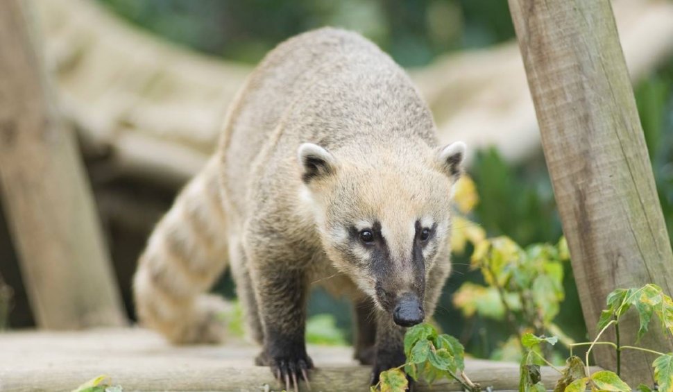 Un coati a evadat de la Grădina Zoologică din Oradea. Locul în care a fost găsit de îngrijitori