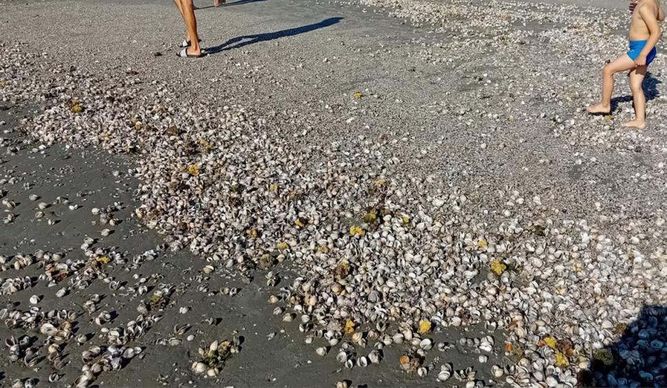 Fenomen rar pe litoral: Apa mării e rece ca în martie şi turiştii nu mai pot face baie. Ce este "upwelling" care a înghețat litoralul în plin sezon estival  849459