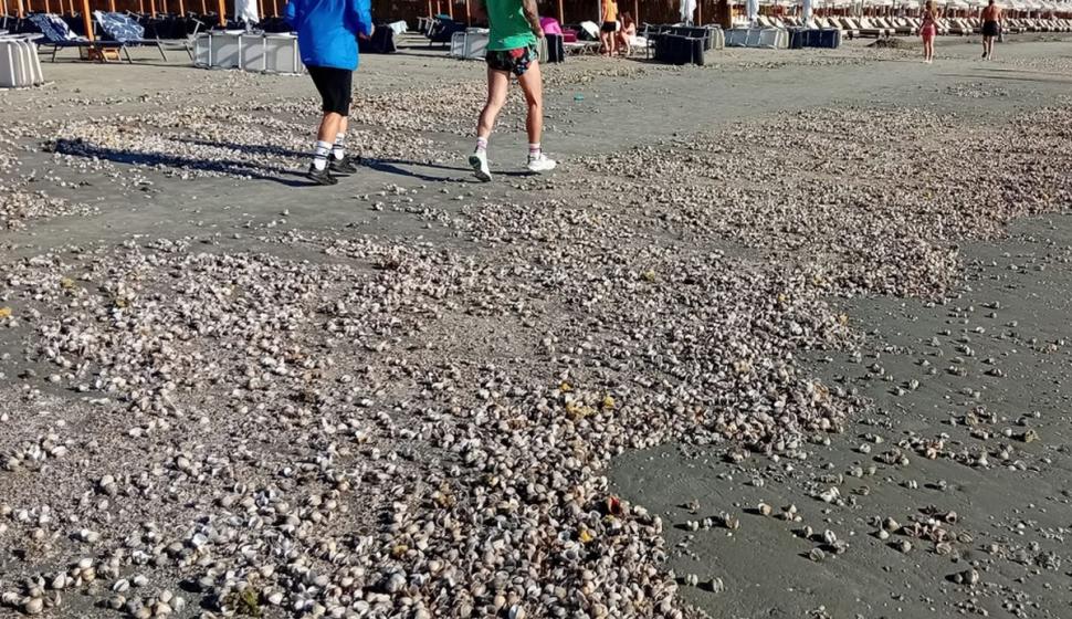 Fenomen rar pe litoral: Apa mării e rece ca în martie şi turiştii nu mai pot face baie. Ce este "upwelling" care a înghețat litoralul în plin sezon estival  849461