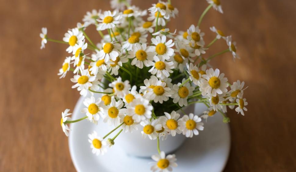 Ceaiul care ajută digestia şi este antibacterian. Lidia Fecioru: "E o minune pentru organism" 849590