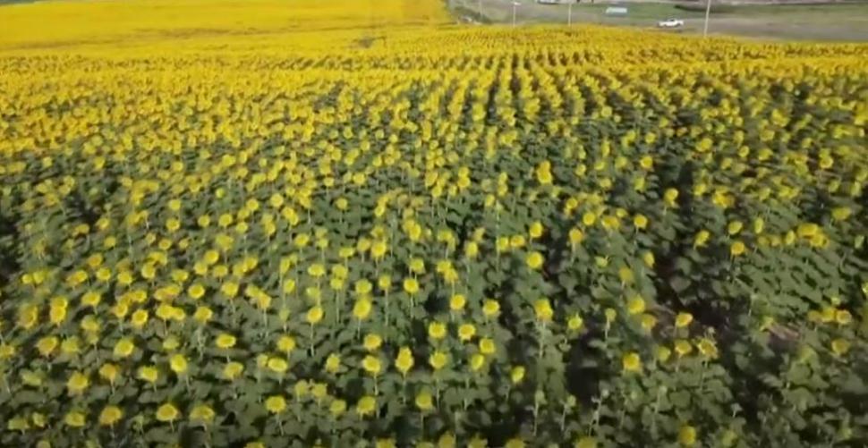 Bărbatul care a plantat peste un milion de flori pentru a-și surprinde soția: "M-a făcut să mă simt foarte specială" 849664