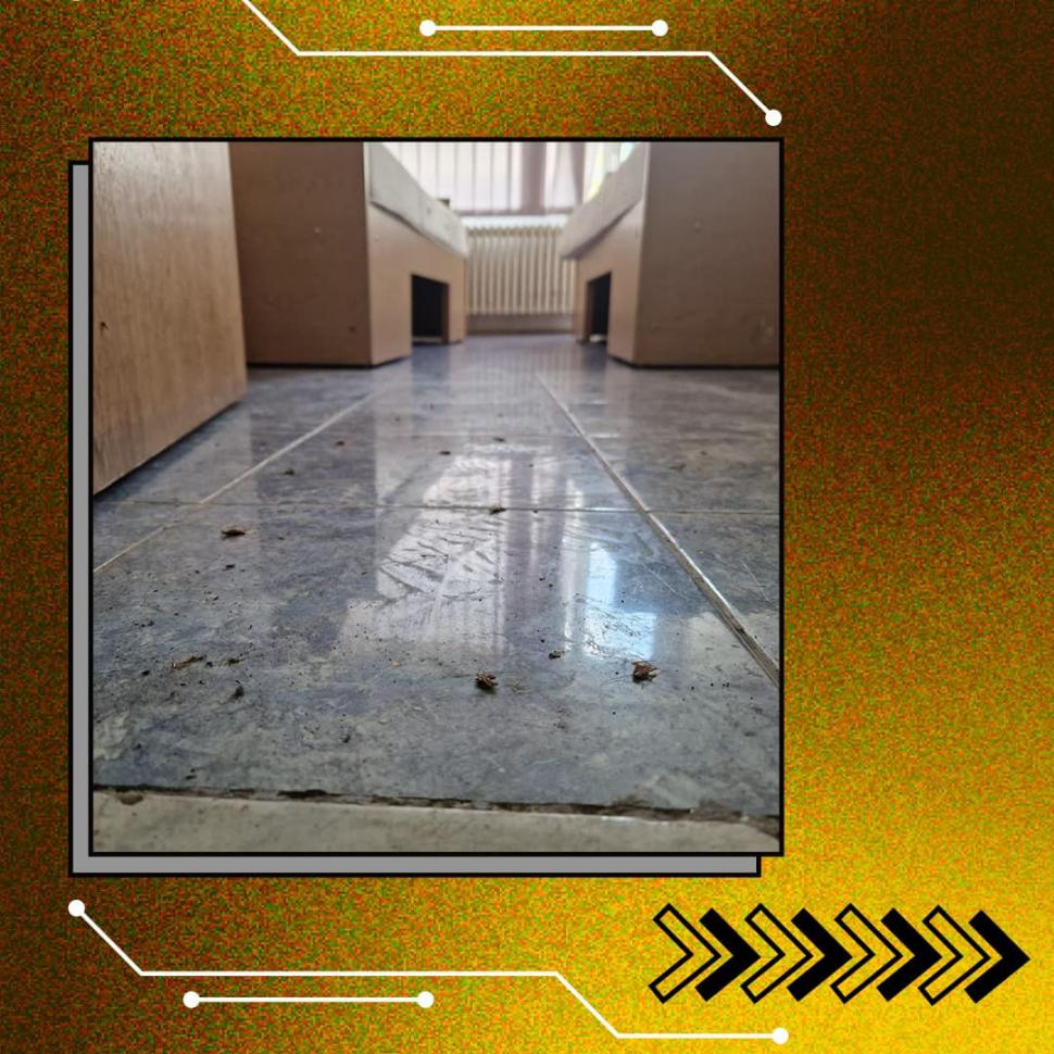 Dezastru în ”Căminele Groazei” ale Universității din București: Gândaci, mucegai, garduri rupte, personal dezinteresat | Studenții cer măsuri sporite de siguranță 849847