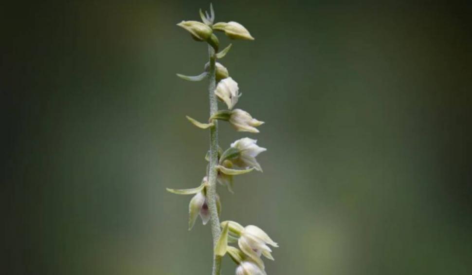 Descoperire fermecătoare în Munții Bucegi! Mulți români nu știau că există și la noi în țară 849768