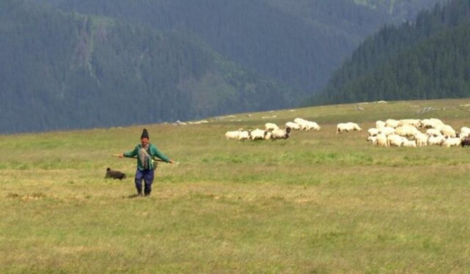 Aristică, ciobanul cu facultate de pe Transalpina: A ales oieritul, deși este licențiat în Silvicultură | ”Tot cu oile îmi place mai mult” 849839