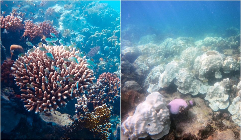 Oamenii de știință din Florida scot mostre de corali din ocean pentru a-i salva. Apa mult prea caldă le aduce sfârşitul 