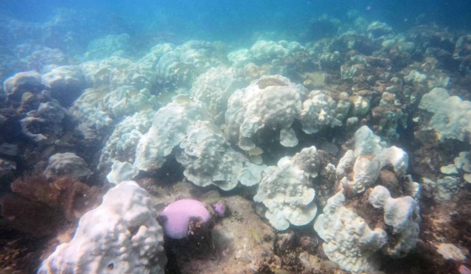 Oamenii de știință din Florida scot mostre de corali din ocean pentru a-i salva. Apa mult prea caldă le aduce sfârşitul  849926