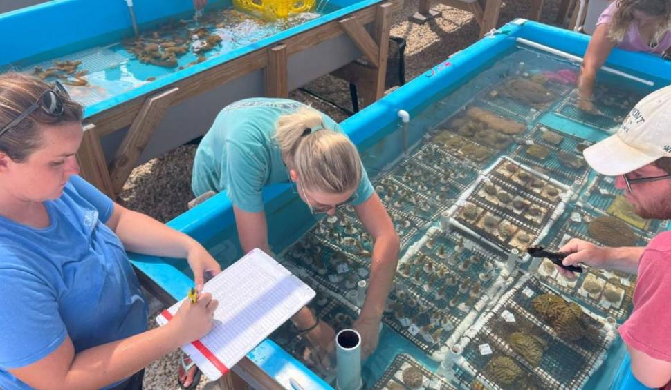 Oamenii de știință din Florida scot mostre de corali din ocean pentru a-i salva. Apa mult prea caldă le aduce sfârşitul  849927