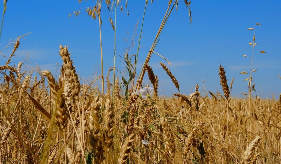 Ucraina continuă să exploreze rute alternative pentru exporturile sale de cereale