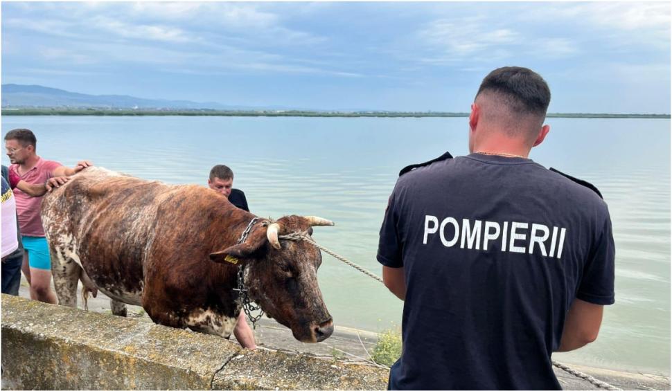 Pompierii din Bacău au salvat trei văcuţe de la înec. Proprietarul a sunat disperat la 112   850204
