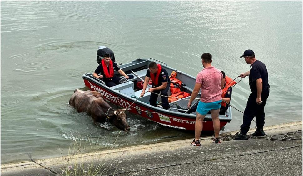Pompierii din Bacău au salvat trei văcuţe de la înec. Proprietarul a sunat disperat la 112   850205