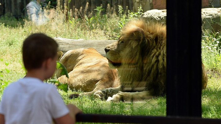 Măsuri speciale pentru animalele de la Grădina Zoologică Bucureşti, pe timp de caniculă