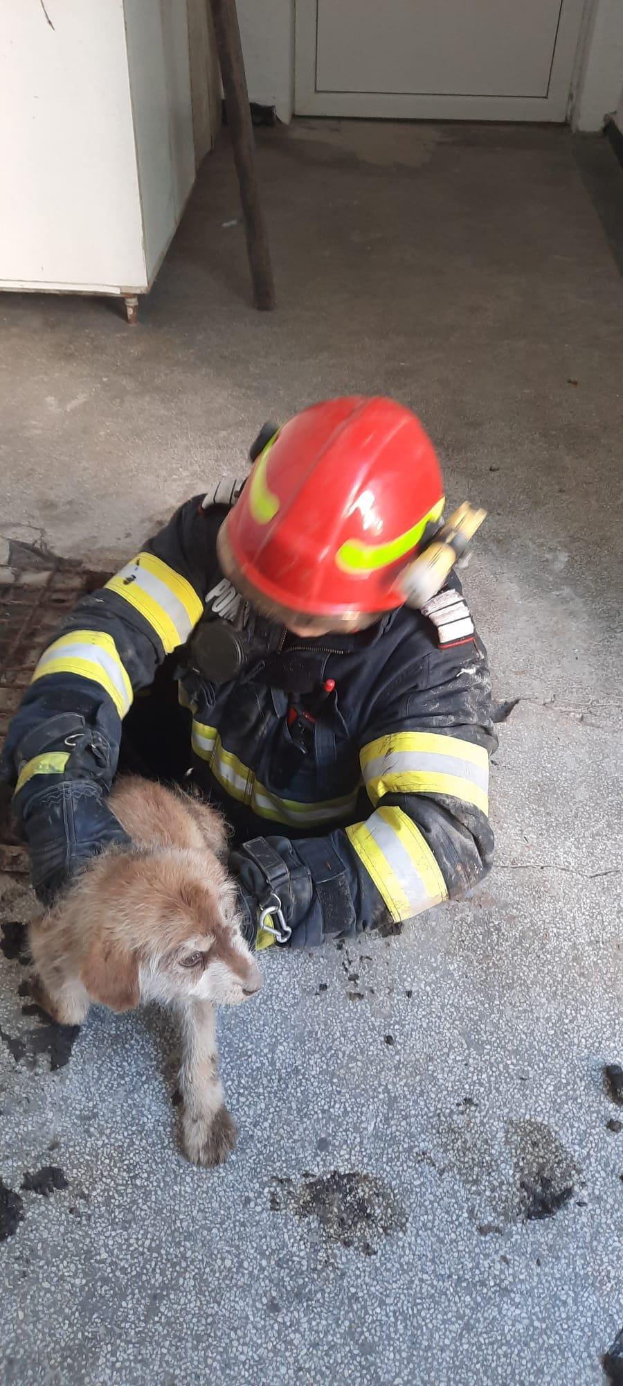 "Scheunatul răsuna din ce în ce mai tare. Bietul animal cerea ajutor!". Un pui de cățel a fost salvat de pompieri, după ce s-a blocat într-o țeavă de scurgere de 15 cm 850413