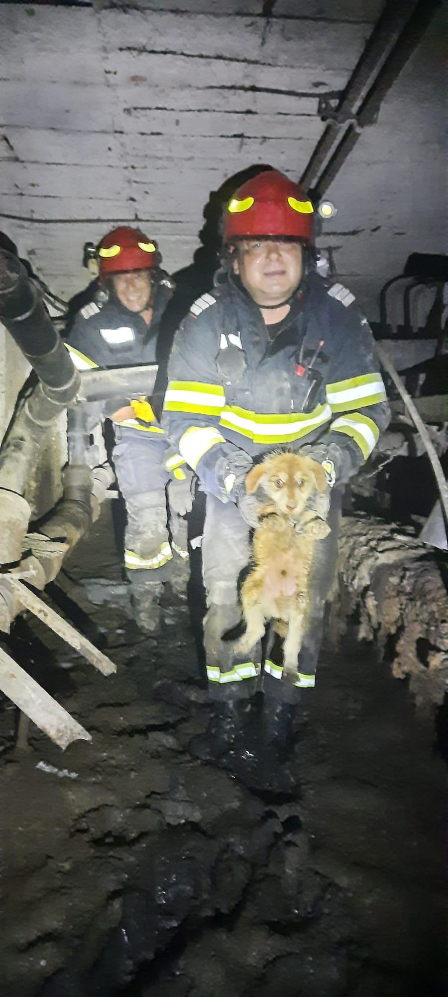 "Scheunatul răsuna din ce în ce mai tare. Bietul animal cerea ajutor!". Un pui de cățel a fost salvat de pompieri, după ce s-a blocat într-o țeavă de scurgere de 15 cm 850415