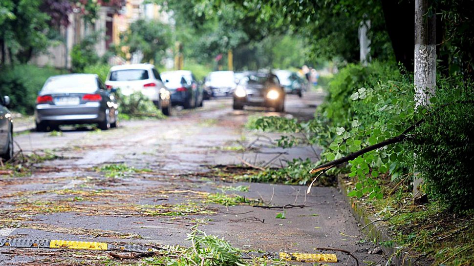 O furtună a făcut prăpăd în Satu Mare: Mai mulți copaci au fost doborâţi